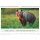 Faszination Natur - Format 42 x 29,7 cm